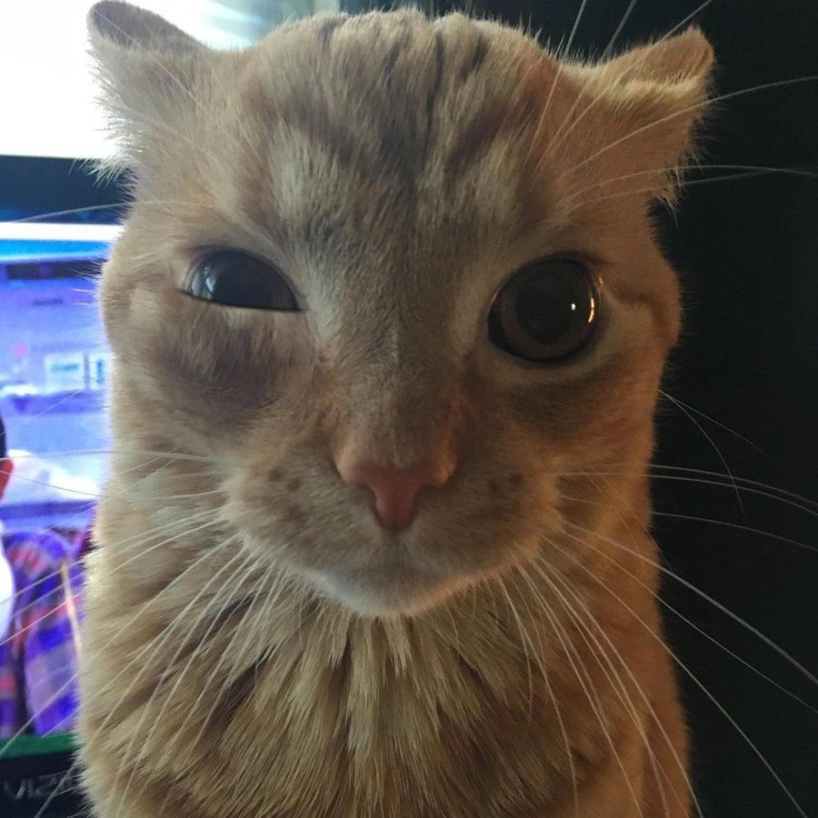 َ⃨ ♱ᅟ ͟͟͟ ͟ᵥ 𝑨ℓ ᵃ⃣͟𝕽 𝔯ᅠ៸៸ᅟ. tweet media