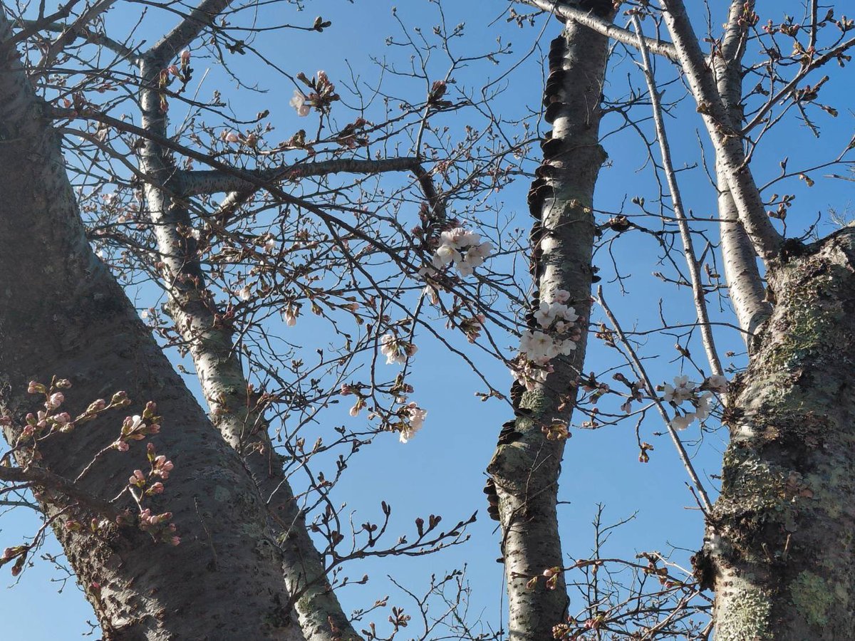 kyoto_specm's tweet photo. 2026年3月27日

明日から井手町のさくらまつり🌸が開催されます✨
本日の開花状況は1〜2分咲きといったところでしょうか？
見頃は来週頃になりそうです🌸
今年もつくし見つけました🍀

https://t.co/ykUJmBPZZz

#井手町 #さくらまつり #specm https://t.co/7nEbhjpwV7