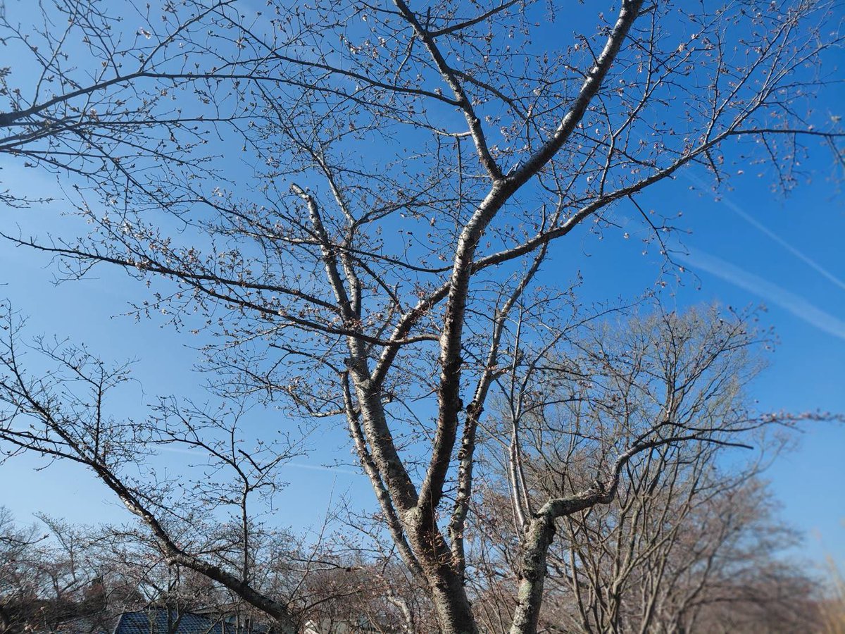 kyoto_specm's tweet photo. 2026年3月27日

明日から井手町のさくらまつり🌸が開催されます✨
本日の開花状況は1〜2分咲きといったところでしょうか？
見頃は来週頃になりそうです🌸
今年もつくし見つけました🍀

https://t.co/ykUJmBPZZz

#井手町 #さくらまつり #specm https://t.co/7nEbhjpwV7