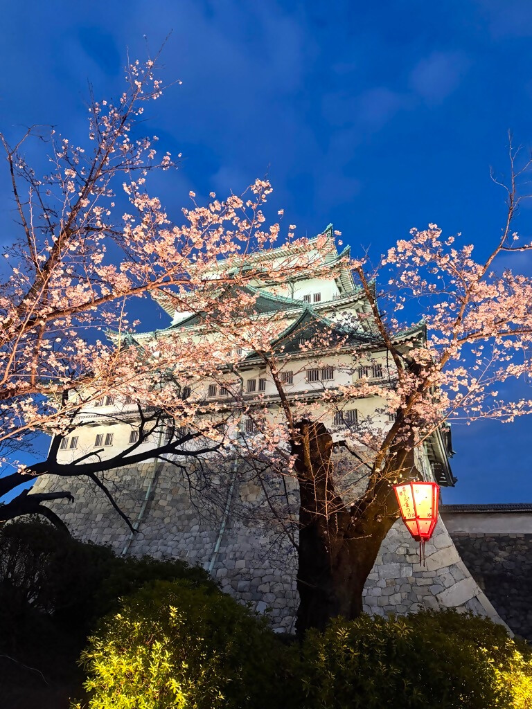 nagoya_koho's tweet photo. 本日も一日お疲れ様です。
昨日の名古屋城の夜桜の様子をお届け🌸
皆さんはどこに花見に行きますか？

桜の写真が撮れたら送ってください♪
https://t.co/jbaAkwHAIk

#名古屋桜 ＃NagoyaPhotoPost https://t.co/8NOm83Di2k