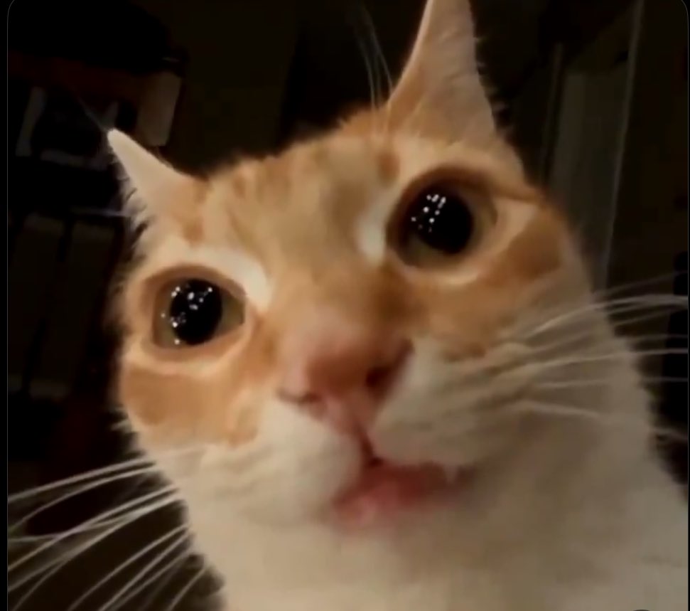 LORDE 📺🗣 tweet media