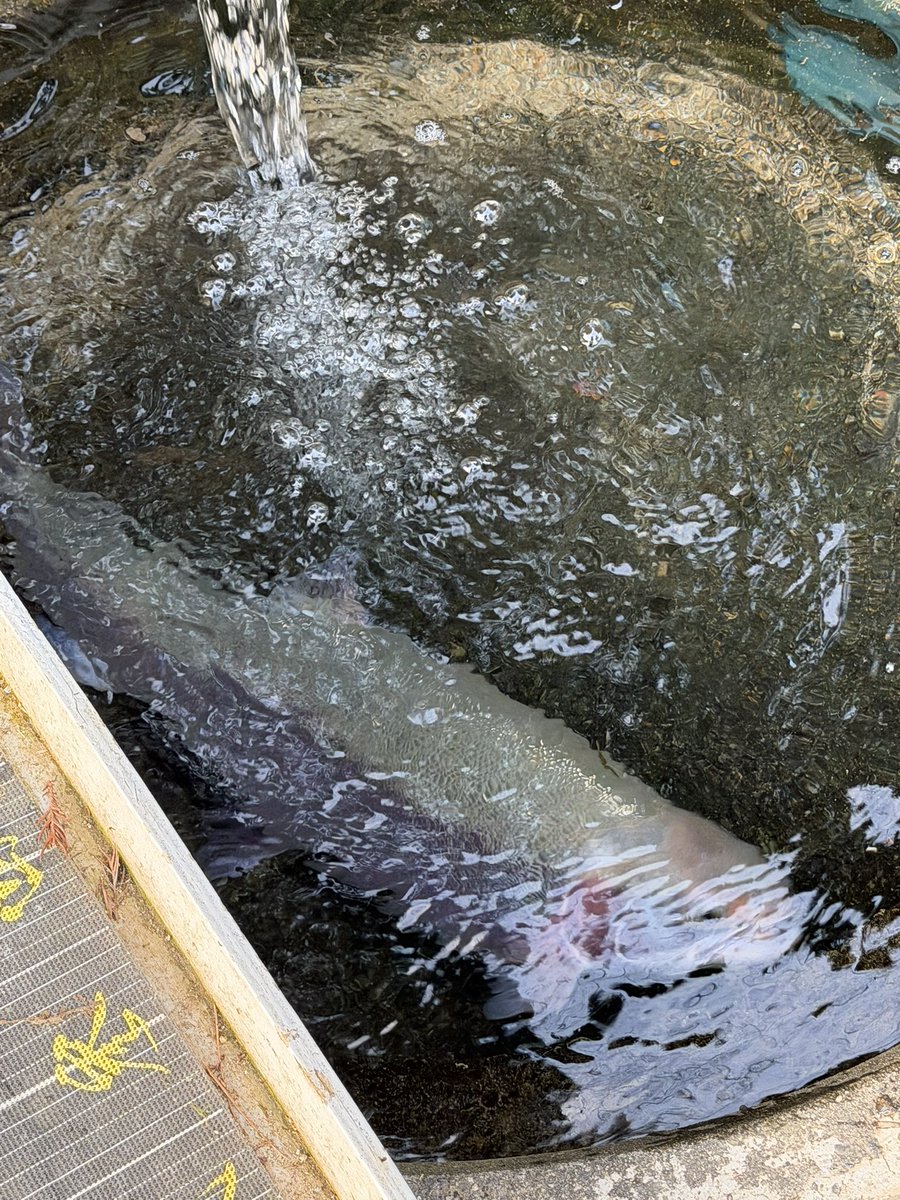 蛇尾川フィッシングパーク tweet media