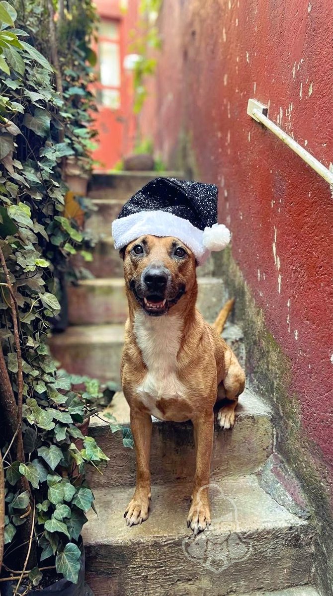 Peludos de Harley tweet media