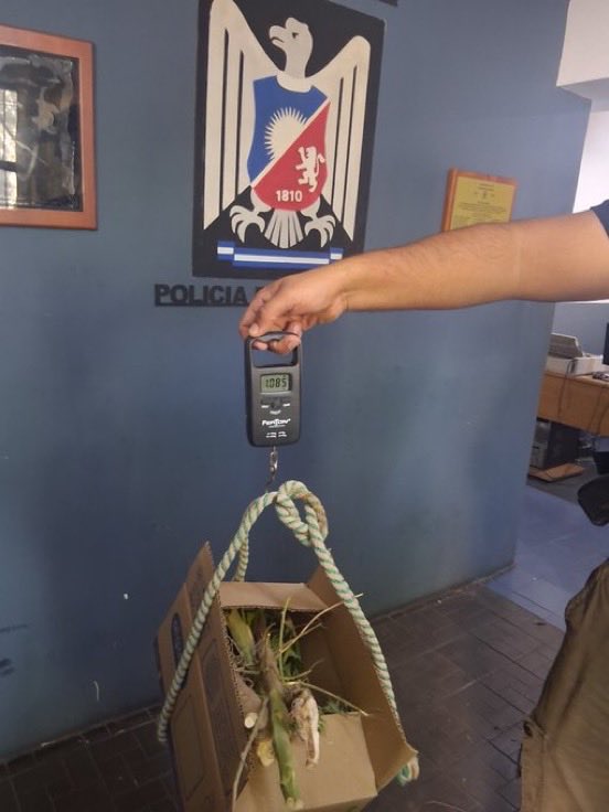 Tendencias en Argentina tweet media