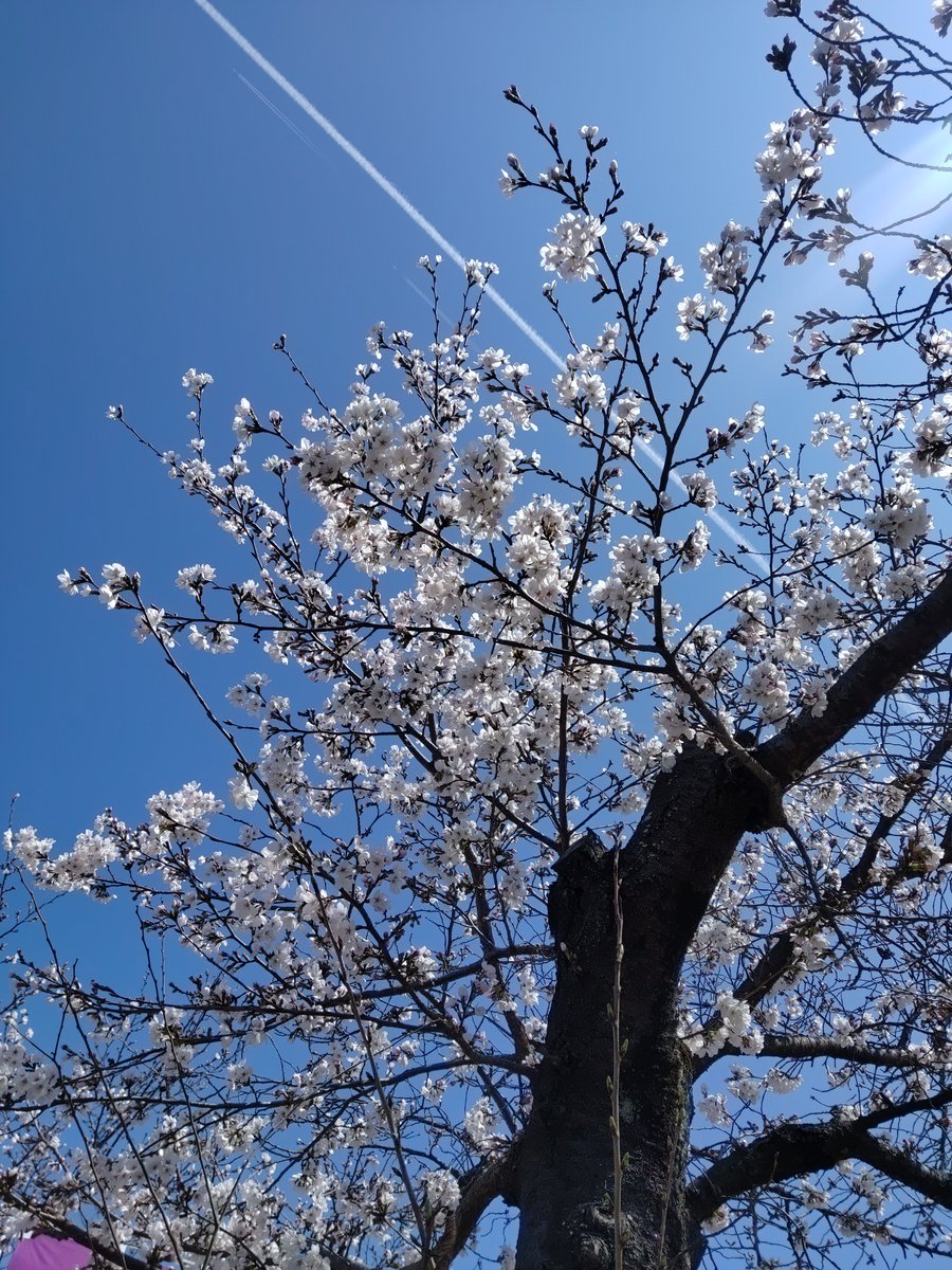 EYE(アイ) ハスハス 一期一会 tweet media