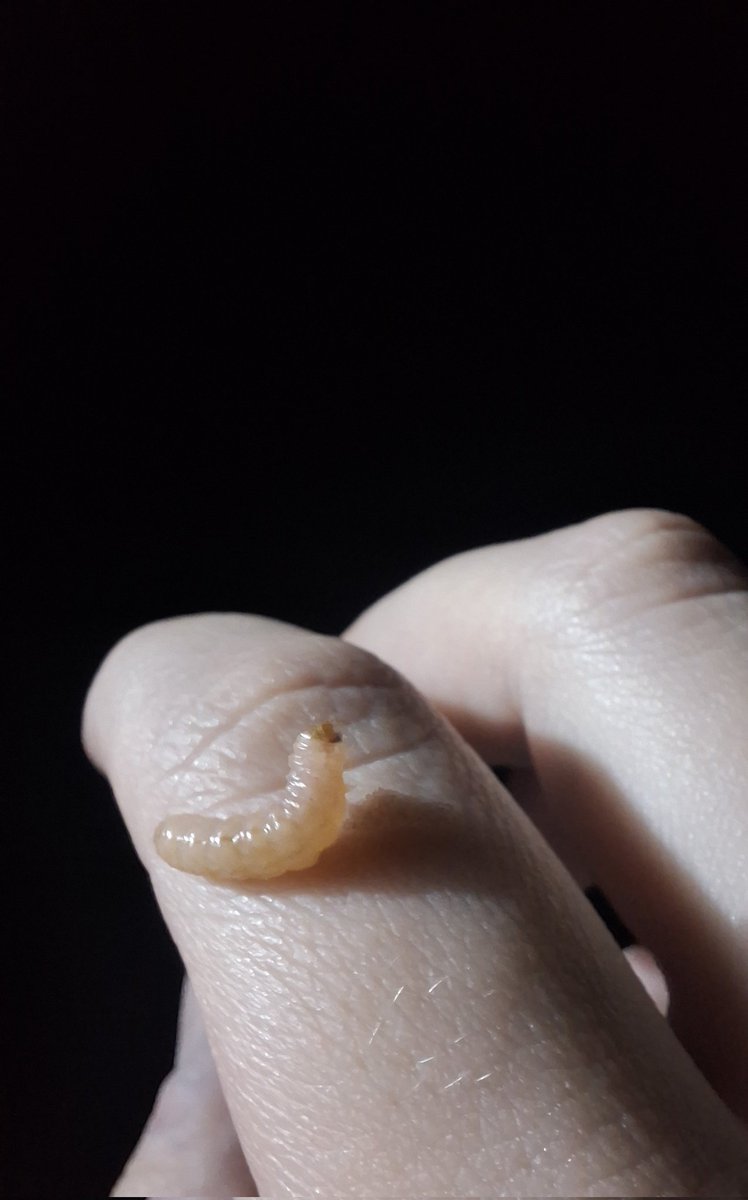 maria 🦇 tweet media