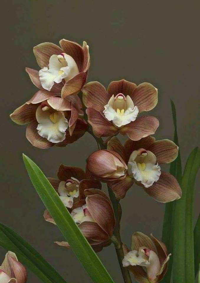 ݂۫ಿৎ zahra tweet media