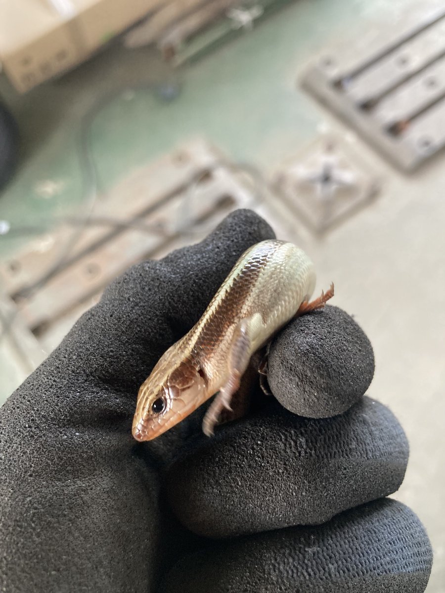 さとる魎魑魑魍魅魍魅 tweet media