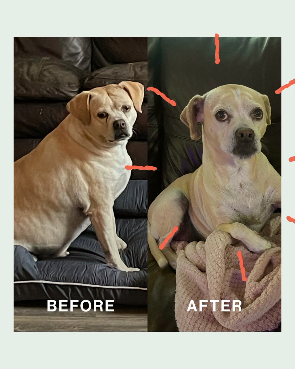 BeckyGresch's tweet image. We didn’t realize how much diet affected our dog… until we changed it. The difference was obvious within weeks.
80% off here: tfd.partners/thewaggintrail…
#doghealth #tfdpartner