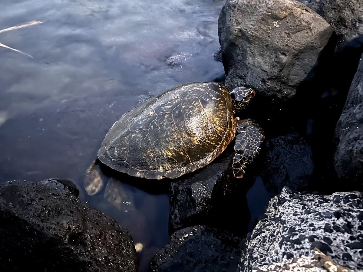 ÁRSÓL 𖤓 tweet media