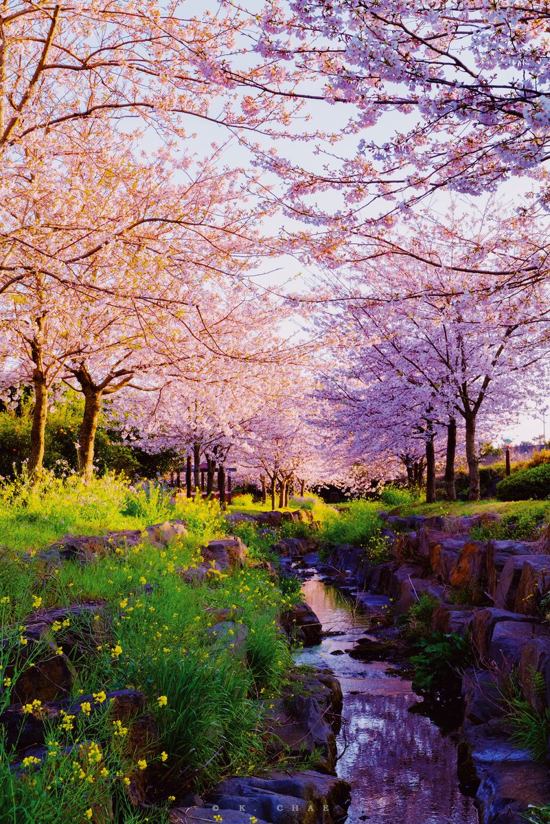 ์ผ์ด์ฑ (K. CHAE) tweet media