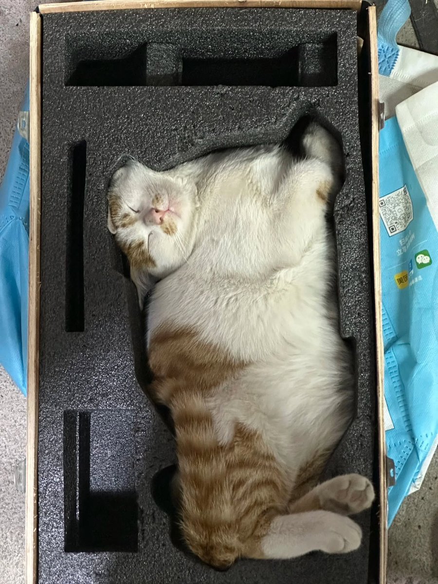 Cats for Happiness. tweet media