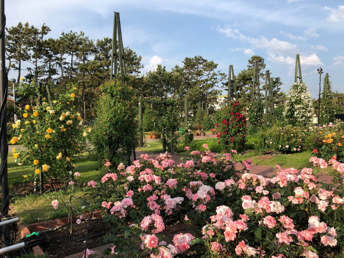 JPCC｜日本コスプレ委員会 tweet media