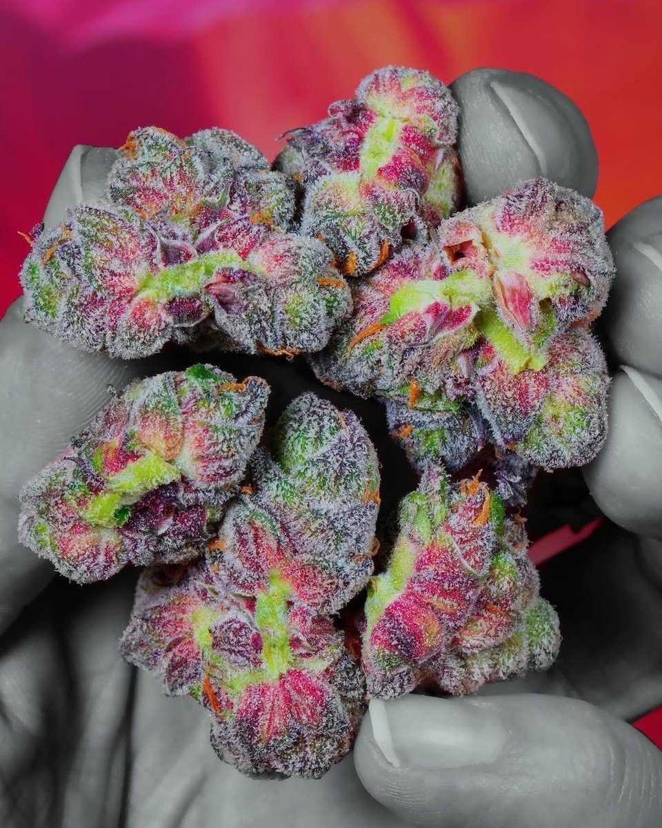 STONERS R US 🍃 tweet media