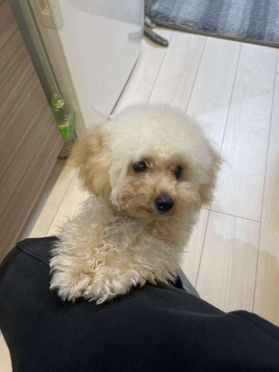 ラテ君 tweet media