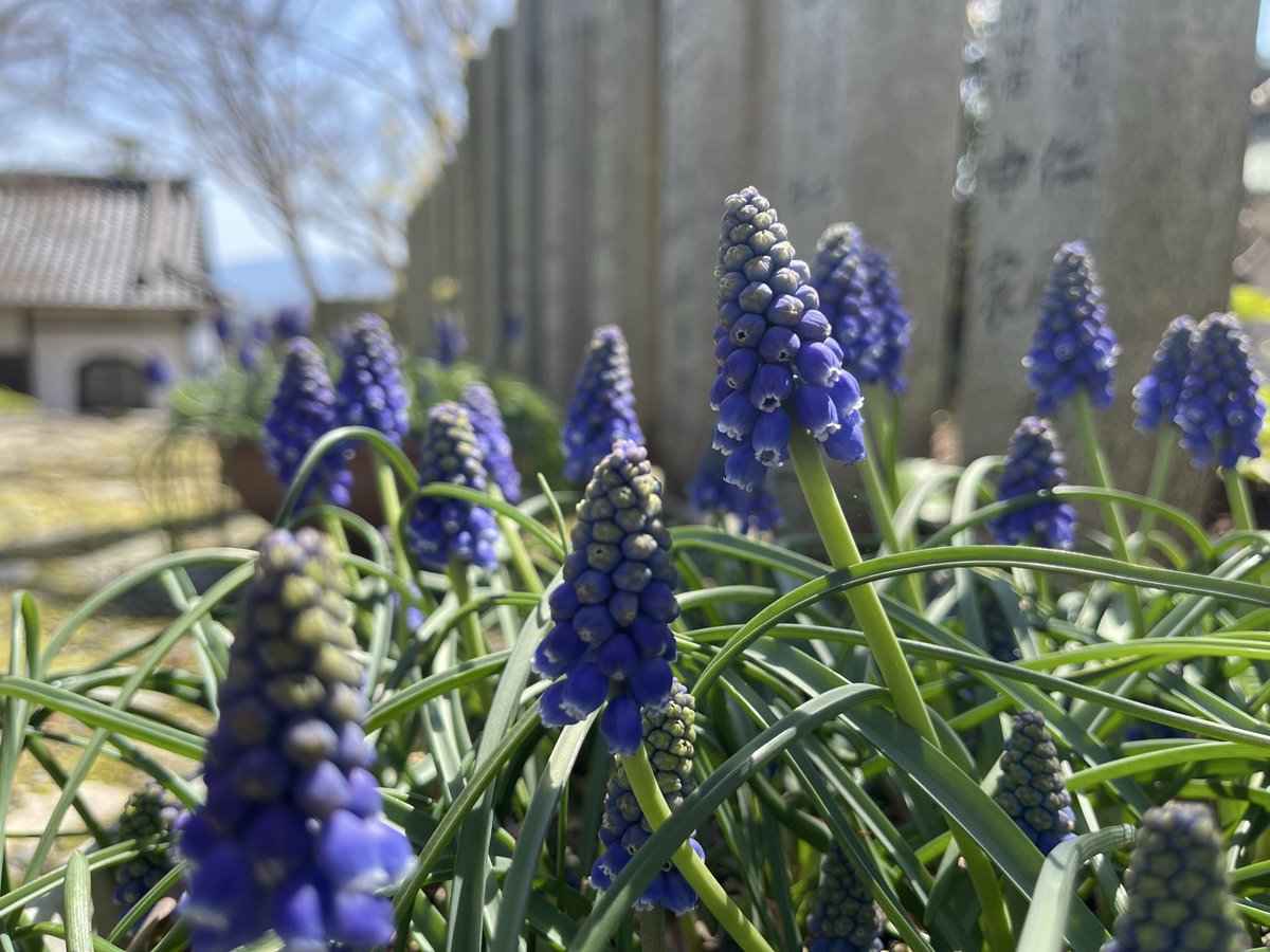 TaimaderaOkuin's tweet photo. #ムスカリ

#奈良県葛城市　にある　#當麻寺　#奥院　からお花の開花状況をお知らせします。
#奥院花図鑑 https://t.co/VwsOzyjLFl