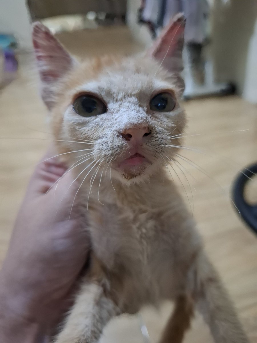 Fai 🌻 CF22 tweet media