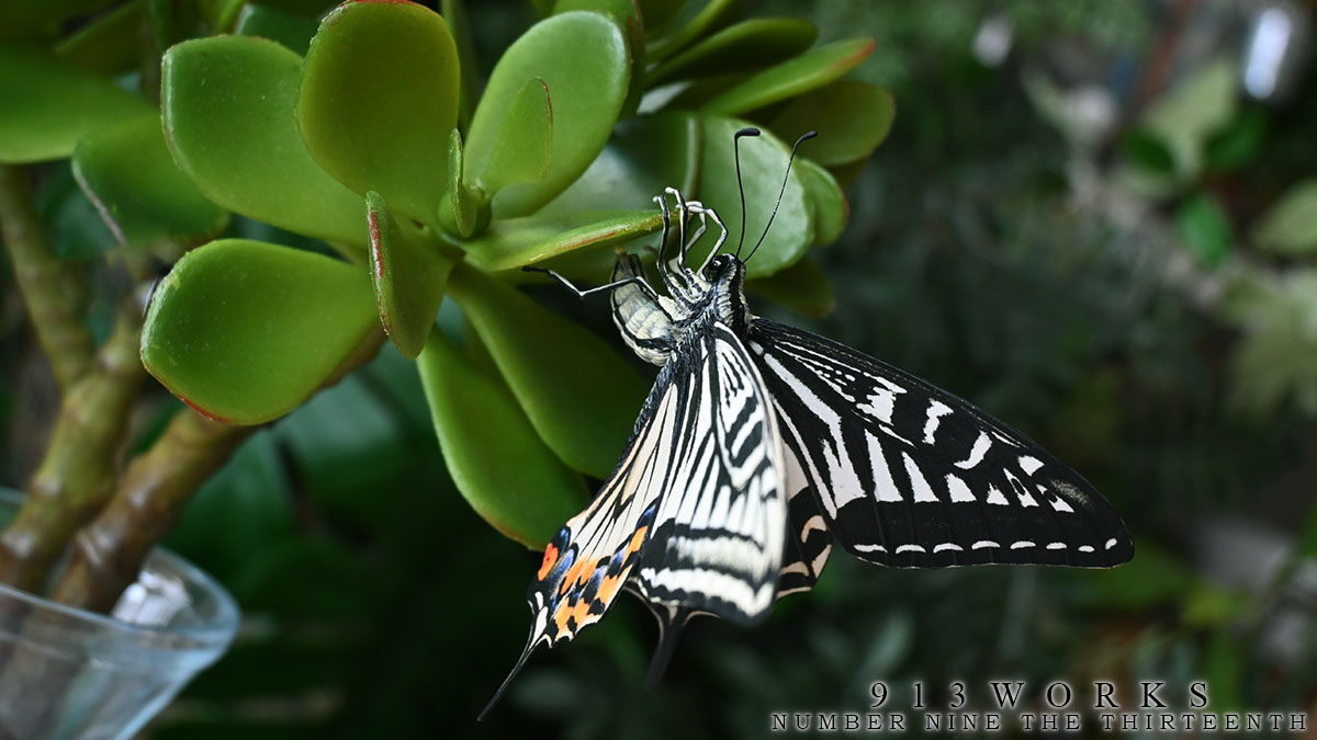 913WORKS tweet media