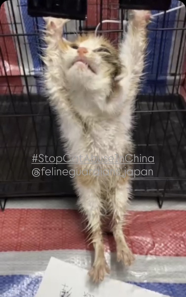 Feline Guardians without borders Japan tweet media