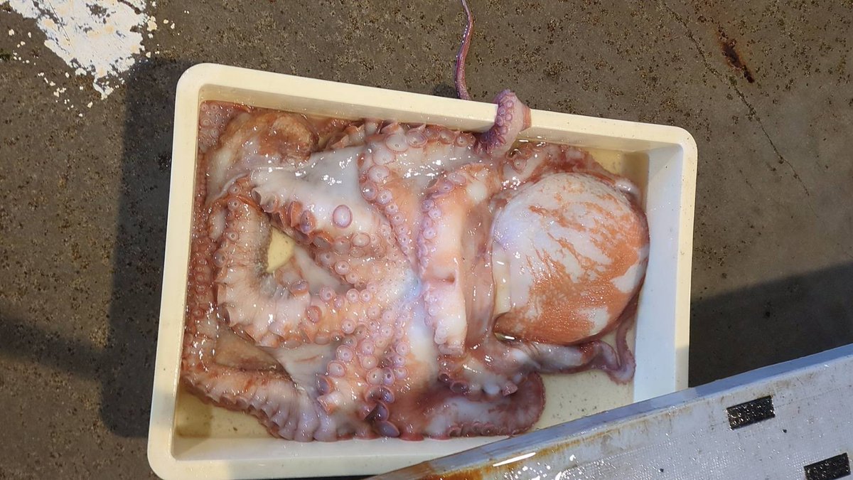 えびよね（蛯米水産加工）塩辛🦑🖤富山 tweet media