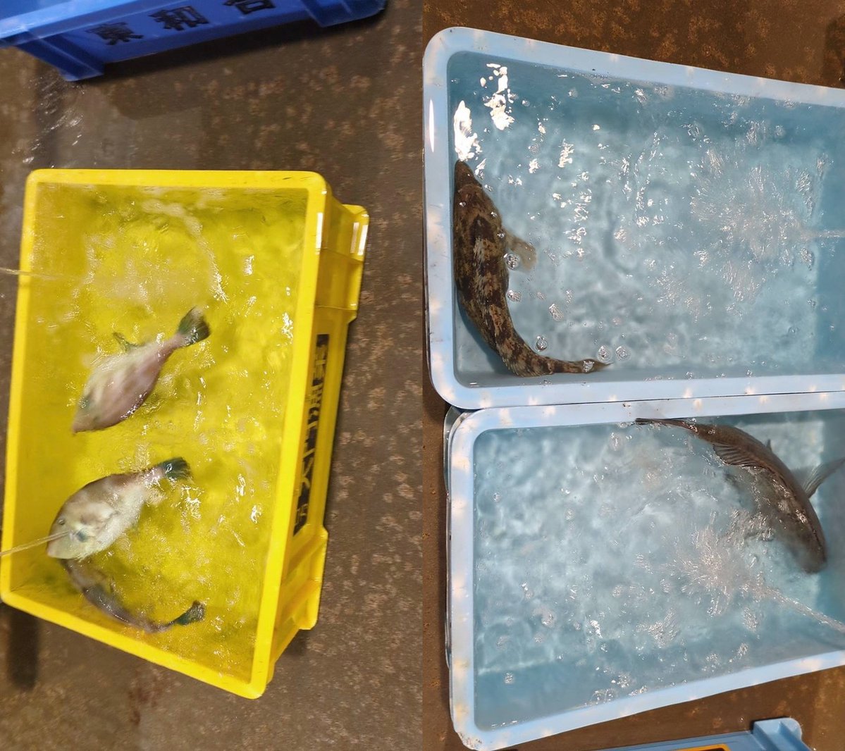 えびよね（蛯米水産加工）塩辛🦑🖤富山 tweet media