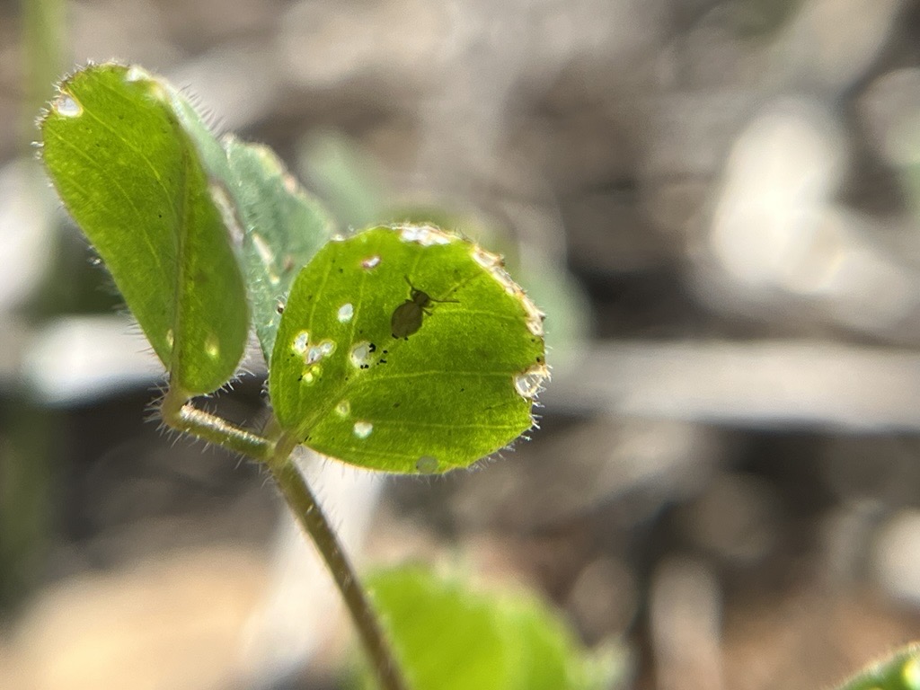 Crop Smart tweet media