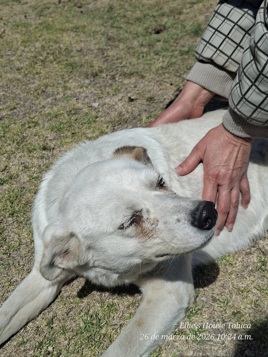 Ellie's House Toluca tweet media