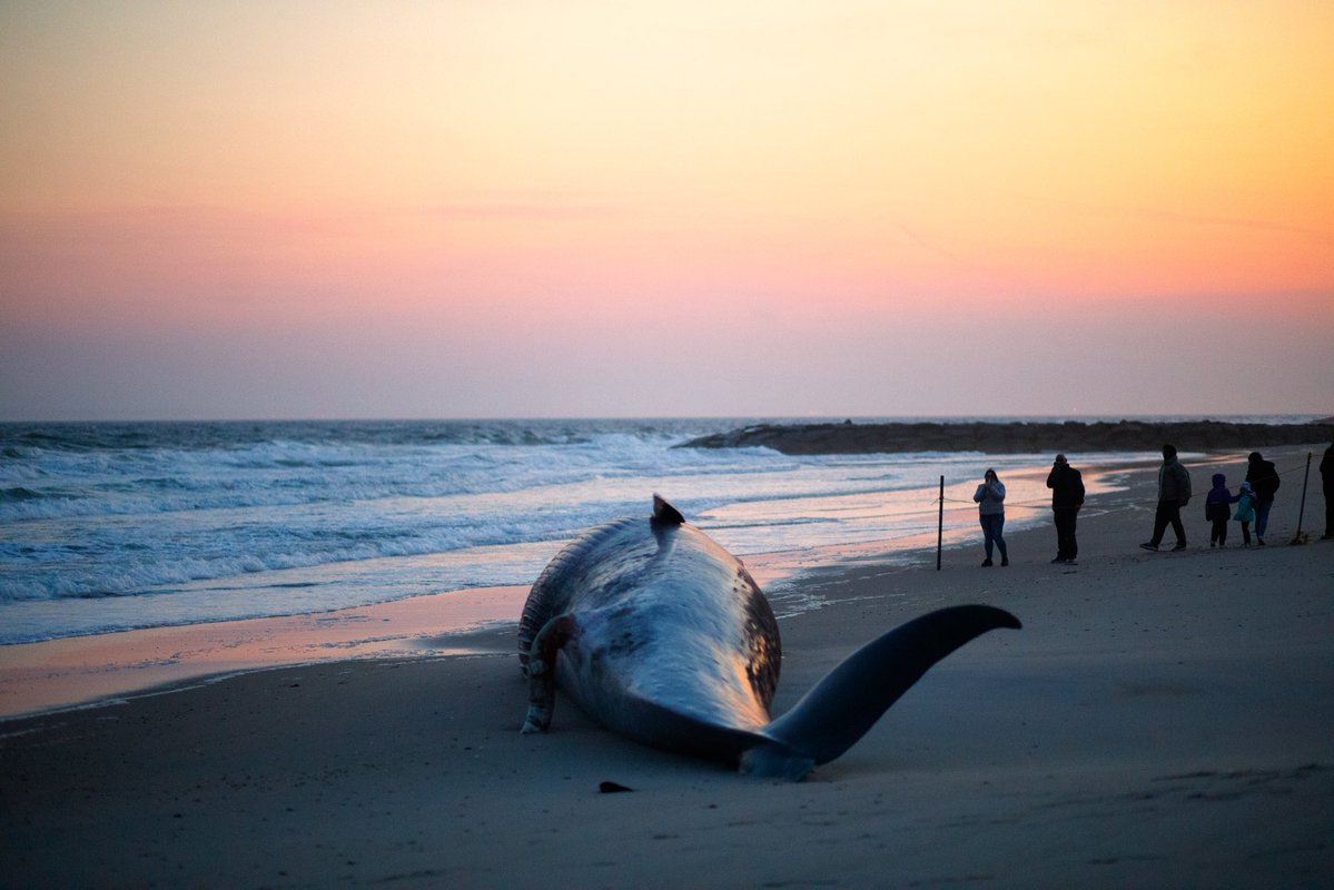 JokerMakeupJacobite 🇮🇪👹🐋🐢🌹🇺🇦🇵🇸 tweet media