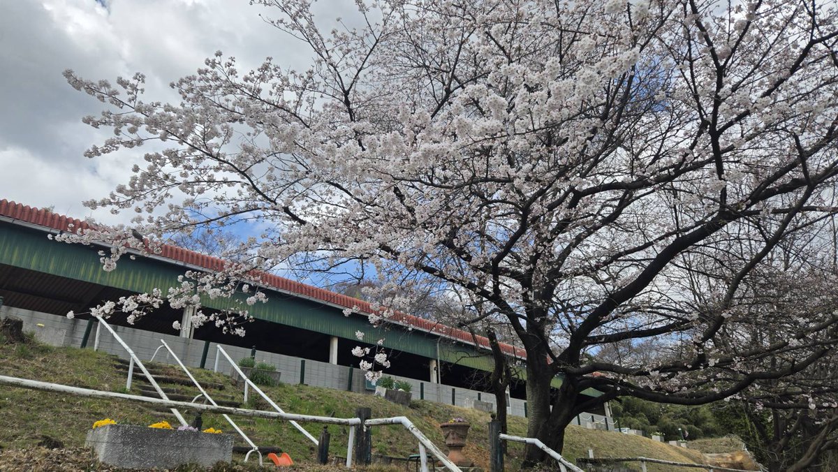 Akagi_RC's tweet photo. 本日（3/27）の赤城乗馬クラブの桜🌸

ちょっぴり曇ってますが、暖かくお花見乗馬日和です🐴🌸

#お花見 #赤城乗馬クラブ #乗馬体験 #お花見乗馬 https://t.co/51yYCId25D