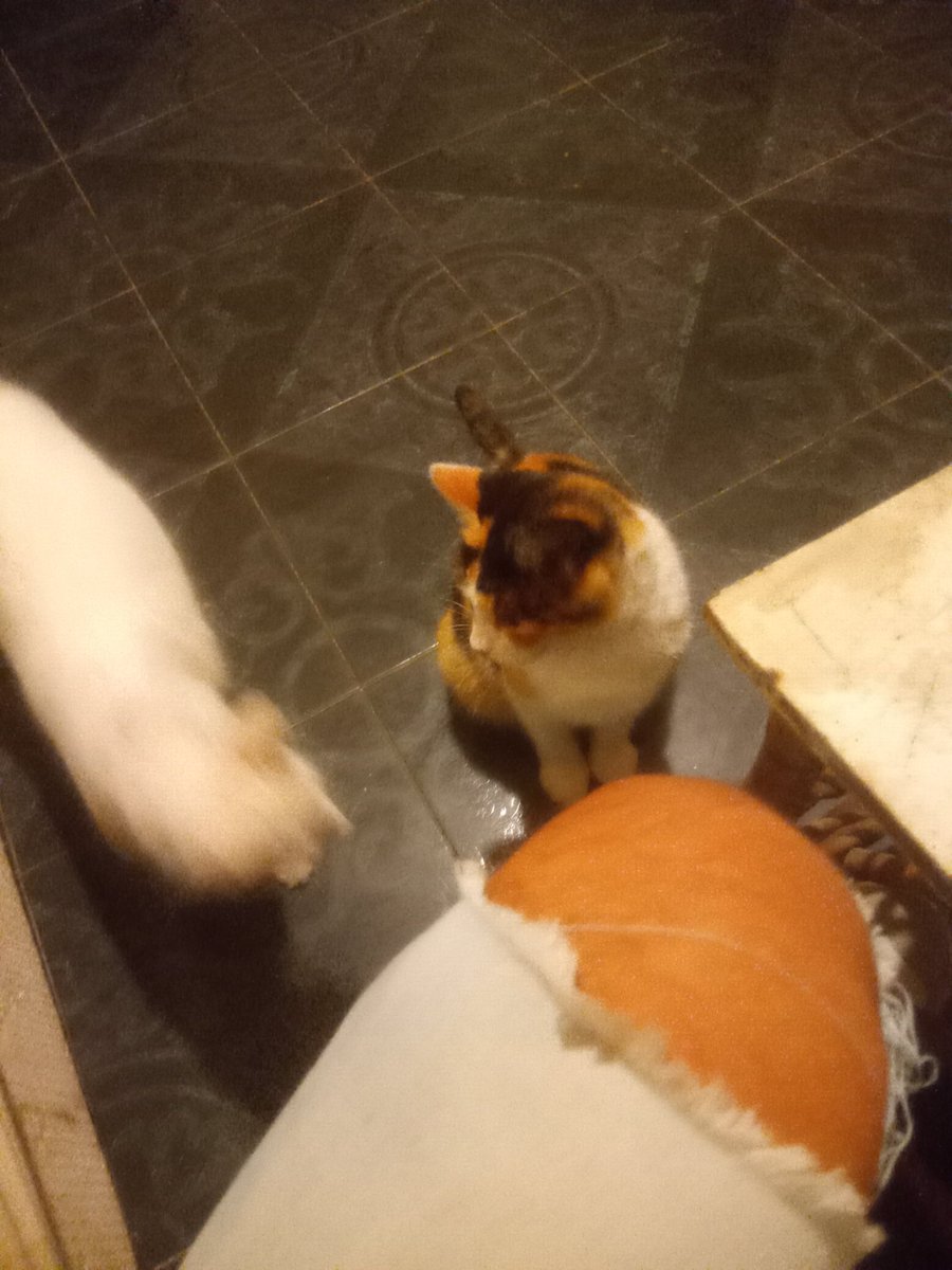 Franco Escalante tweet media