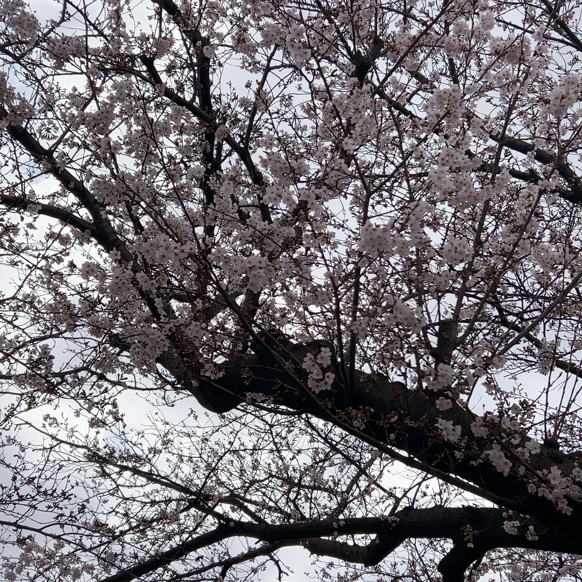 チャイ🍰 tweet media