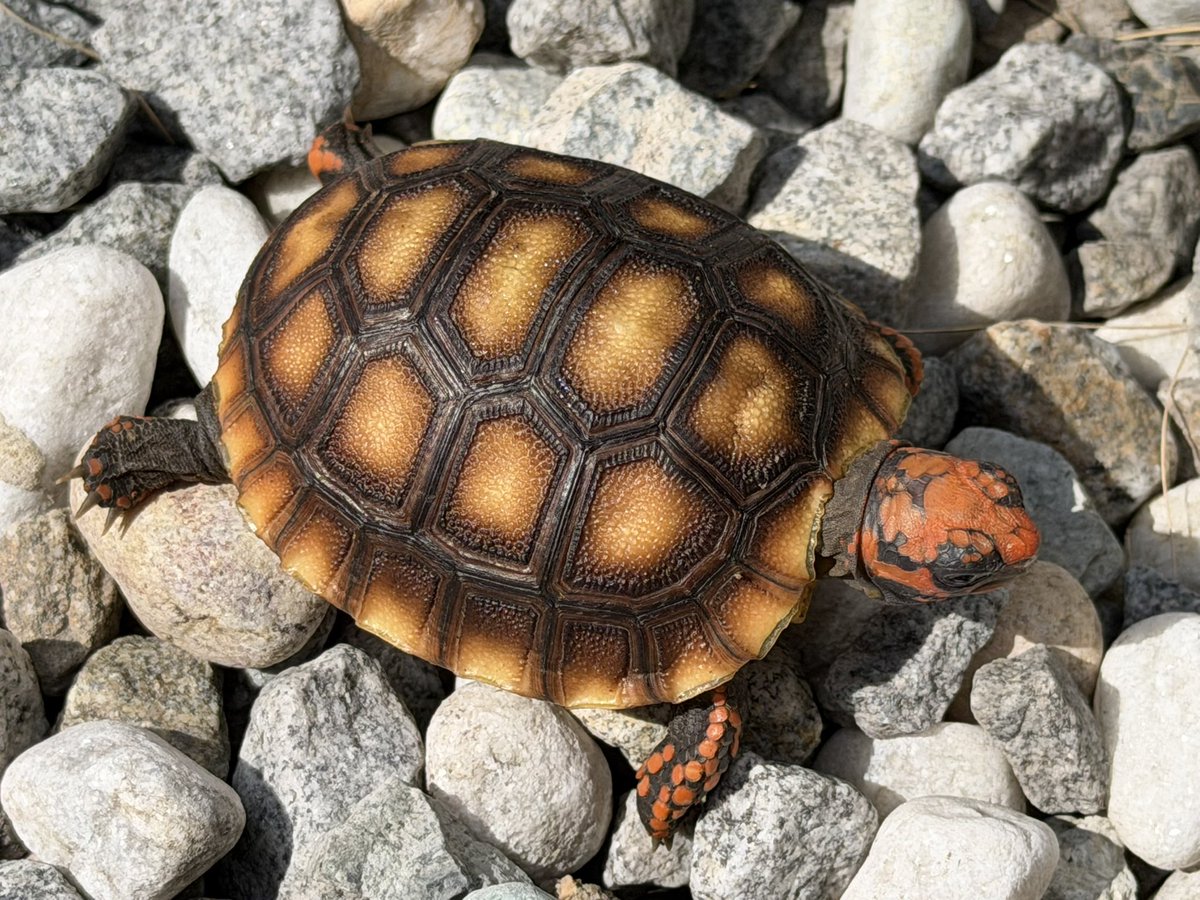 KOBU JAPAN,LTD. tweet media