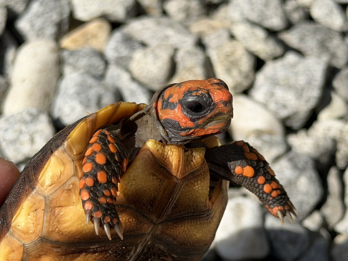 KOBU JAPAN,LTD. tweet media