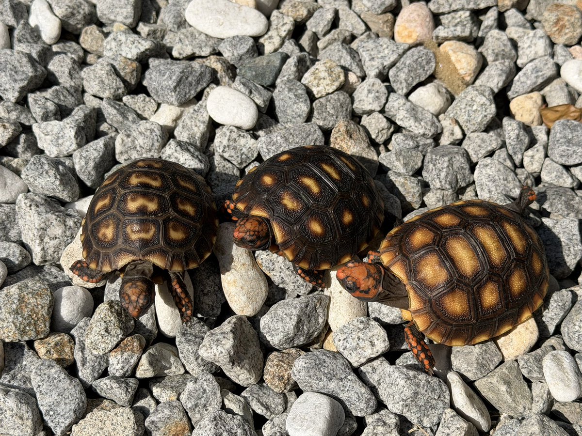 KOBU JAPAN,LTD. tweet media