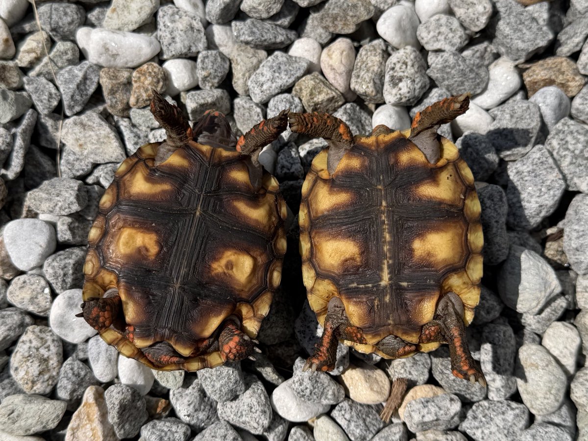 KOBU JAPAN,LTD. tweet media