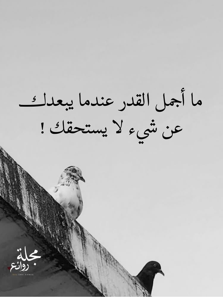 راشد العالمي tweet media