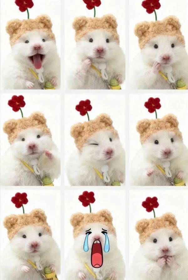 Tweets Of Hamster tweet media