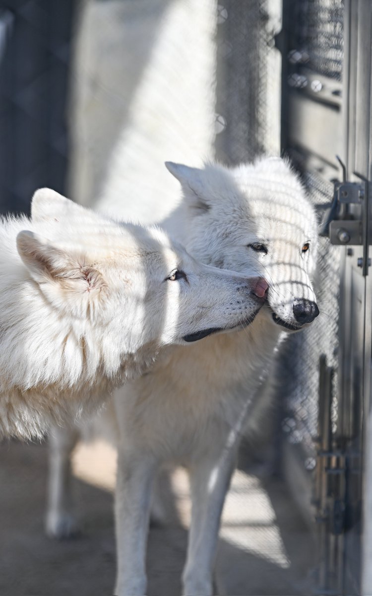 たつき🐺wolf photographer tweet media