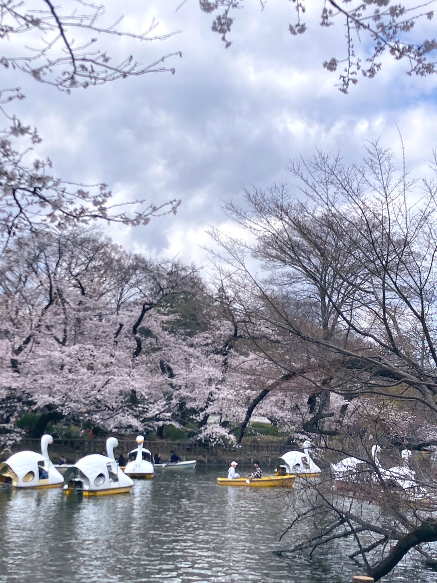 gallery  shell102 tweet media