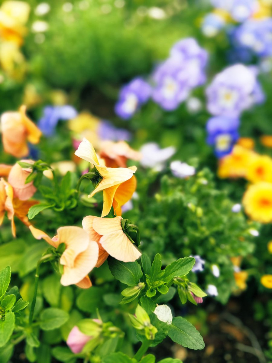 栗林さみ tweet media