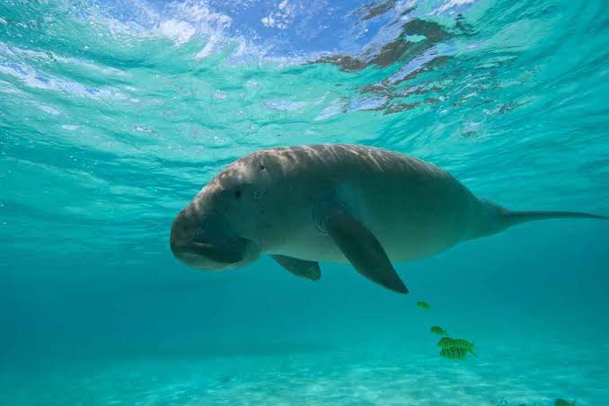 安達由恵【パナタグ】PANATAG tweet media