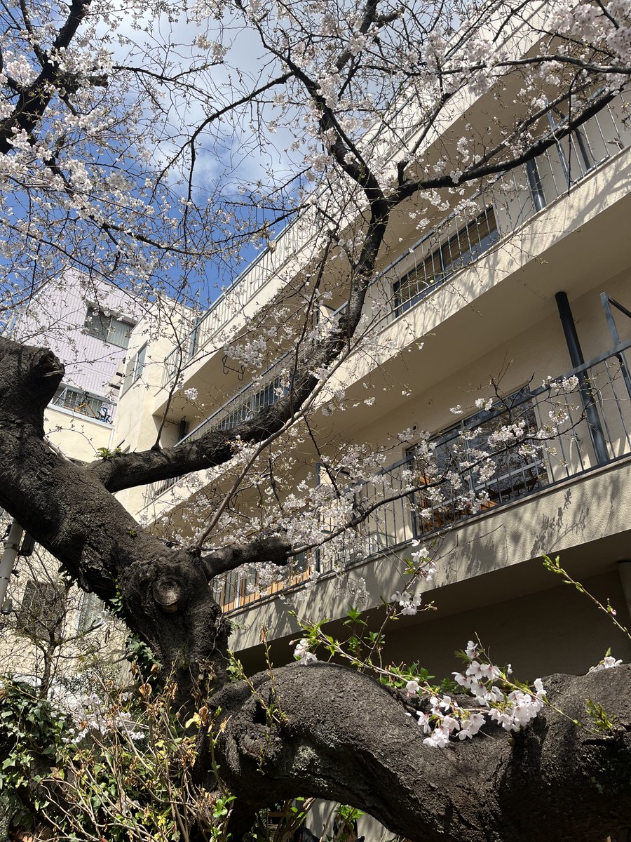 パドラーズコーヒーの桜。