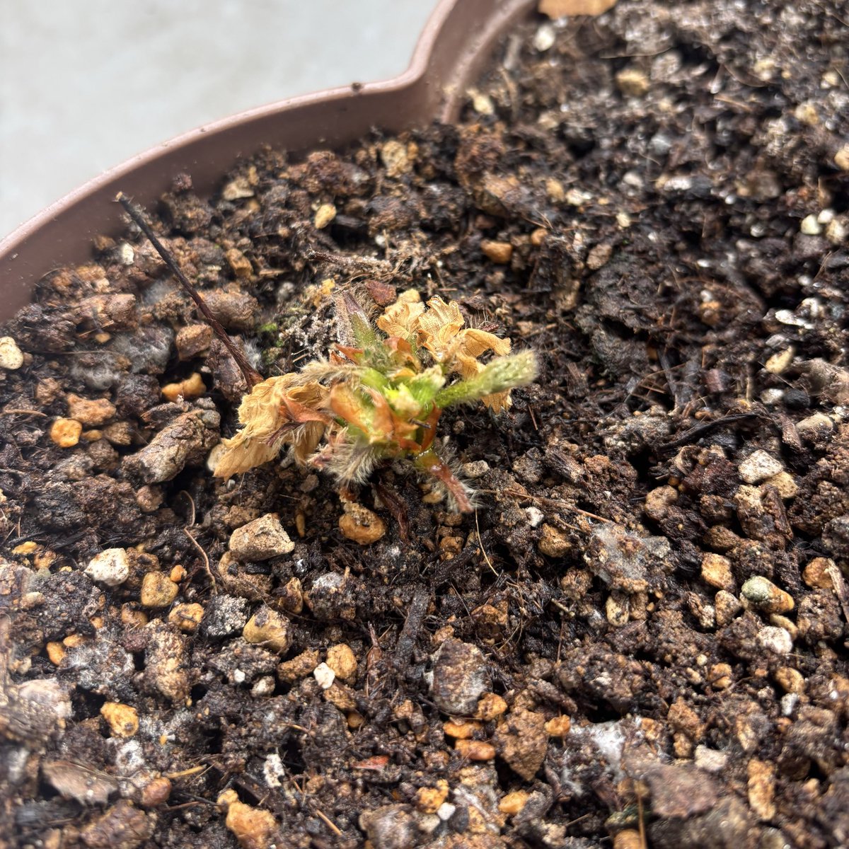 矢野 優美華 tweet media