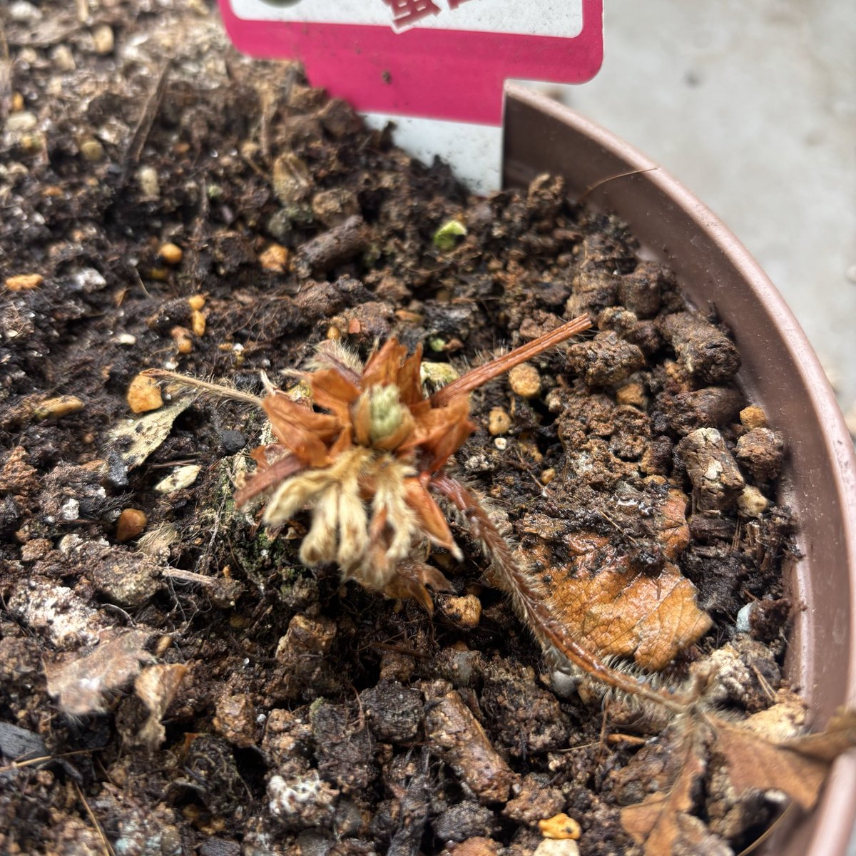 矢野 優美華 tweet media