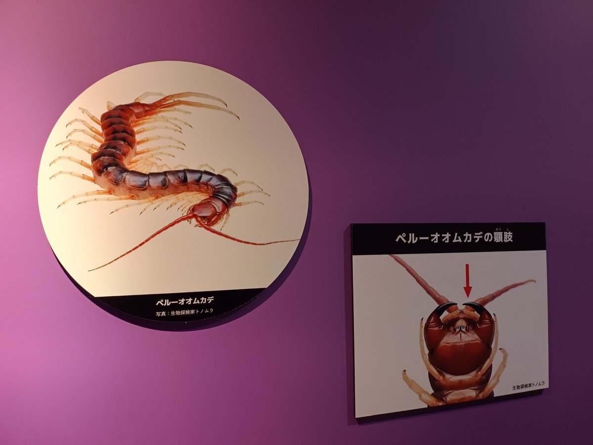 生物探検家トノムラ tweet media