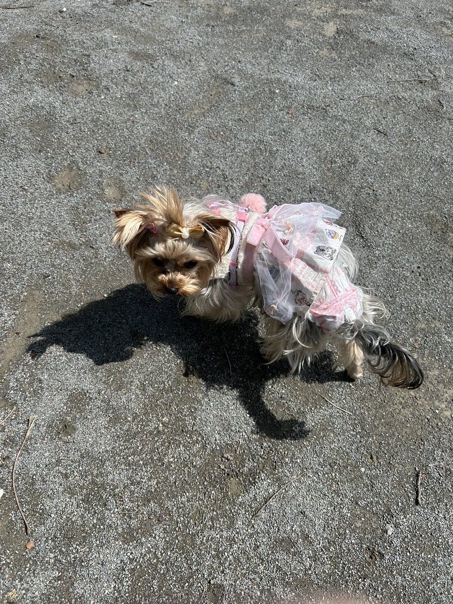 #拡散希望
#迷子犬
千葉県船橋市のかるがも公園でヨークシャーテリアの迷子犬を見つけました
現在保護中です