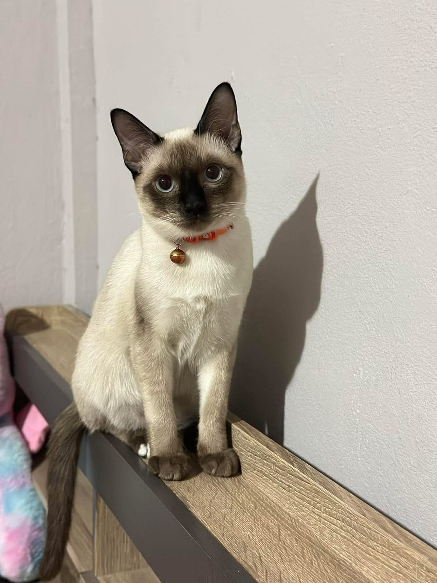 คือผมต้องทราบไหม 🐈‍⬛ tweet media