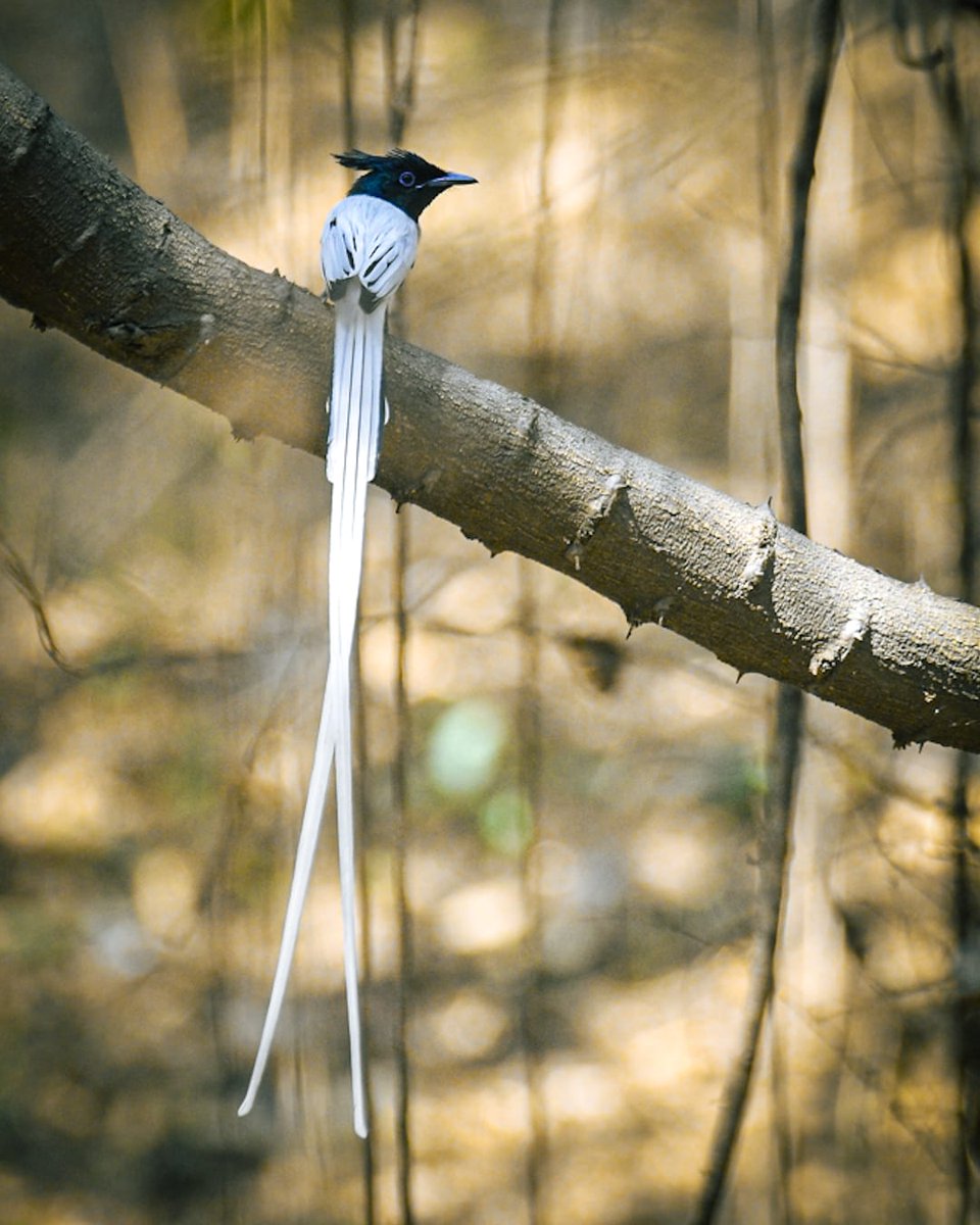 Arti Marathe tweet media