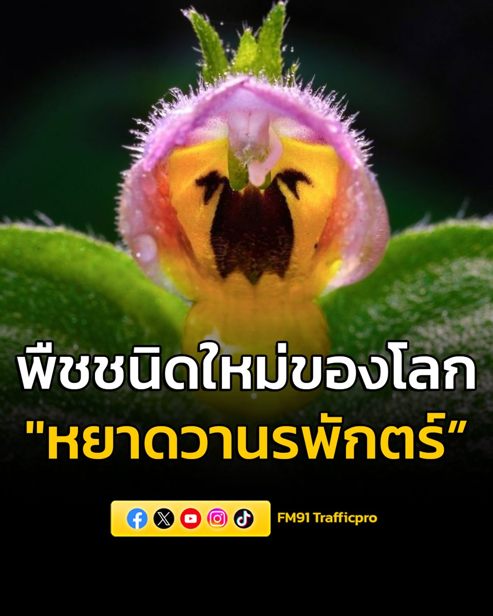 FM91 Trafficpro tweet media