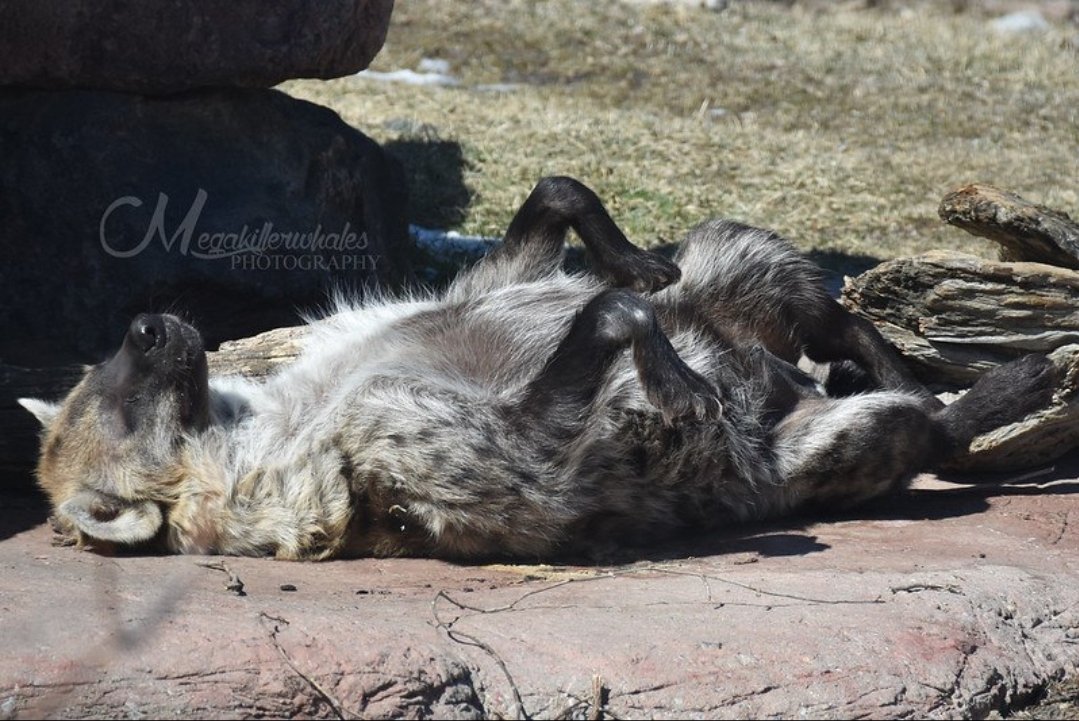 Wulfgar The purp tweet media